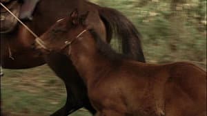 The Colt — foto 1