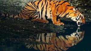 Counting Tigers — foto 3