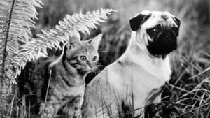 Las aventuras de Milo y Otis — foto 2