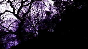 Deirdre Of The Sorrows — foto 1