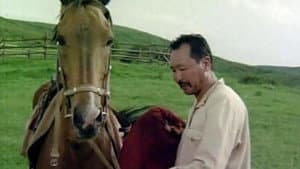 Qosh bol, Gülsary! — foto 1