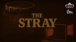 The Stray — foto 1