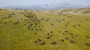 Inhabitants — foto 2