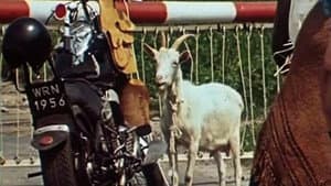 Jak się pozbyć czarnego kota? — foto 2