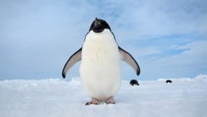 Los pinguinos — foto 6
