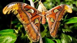 Incredible Insects — foto 1