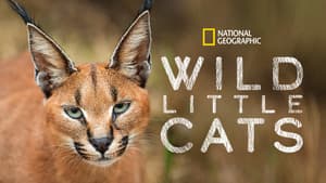 Wild Little Cats — foto 7