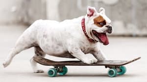 Dogs 101 — foto 4