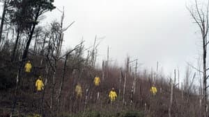 Canaries — foto 1