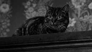 The Shadow of the Cat — foto 1