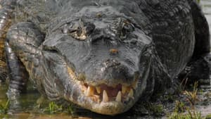 Le lac rebelle du Pantanal — foto 1