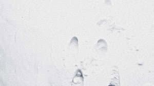 The Lost Season — foto 2