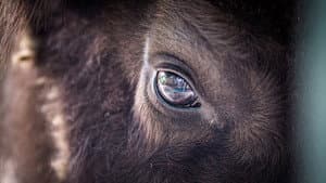 Europe's New Wild — foto 1