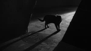 El gato negro — foto 2