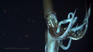 Deep Ocean — foto 1