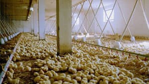 We Feed the World — foto 1
