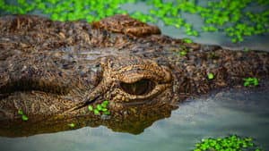 Crocodiles Revealed — foto 5