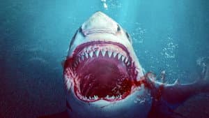 Bull Shark — foto 1
