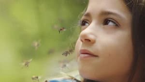 20.000 especies de abejas — foto 6