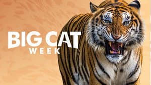 Big Cat Week — foto 1