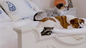 Unlikely Animal Friends — foto 3