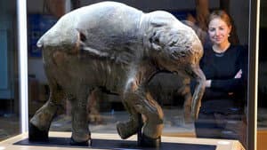 Woolly Mammoth: Secrets from the Ice — foto 1