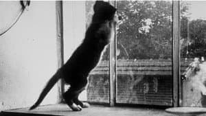Le chat qui joue — foto 1