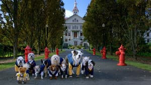 Academia de cachorros — foto 5
