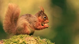 Cumbrian Red: Saving Our Red Squirrels — foto 1