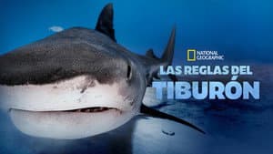 La guía de los grandes tiburones — foto 5