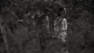 พญาโศกพิโยคค่ำ — foto 3