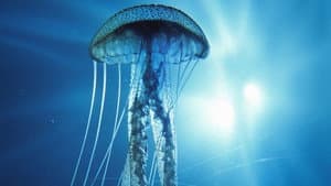 Into the Deep — foto 1