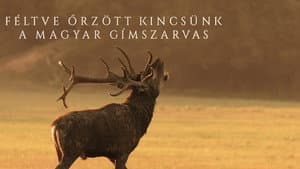 Féltve őrzött kincsünk, a magyar gímszarvas — foto 1