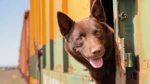 Koko: A Red Dog Story — foto 1