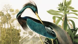 Birds of America — foto 1