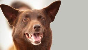 Koko: A Red Dog Story — foto 2