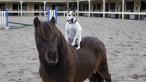 Las aventuras de Dally y Spanky — foto 3
