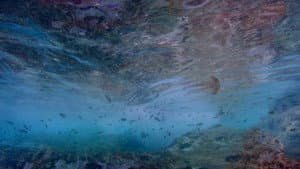 Life in the Blue — foto 1