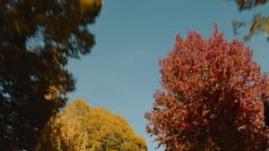 Film for Max — foto 1