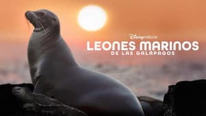 Leones Marinos de las Galápagos — foto 9