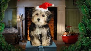 Santa Buddies — foto 4