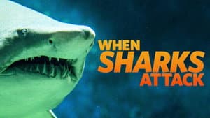 When Sharks Attack — foto 5