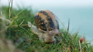 Escargots, le grand voyage du petit-gris — foto 1