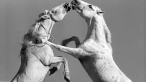 Crin blanc: Le cheval sauvage — foto 7