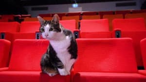 Gatos: Una oda al amor gatuno — foto 7