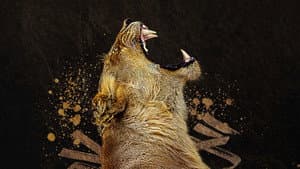 Reinas del mundo animal — foto 12
