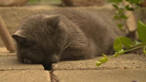 Wilde Miezen - Katzen allein unterwegs — foto 2