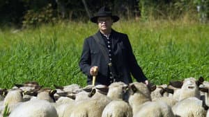 Les tribulations d'un berger transhumant — foto 1