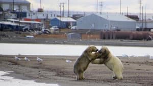 The Great Polar Bear Feast — foto 1