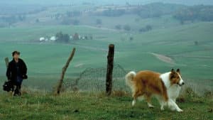 Lassie — foto 2